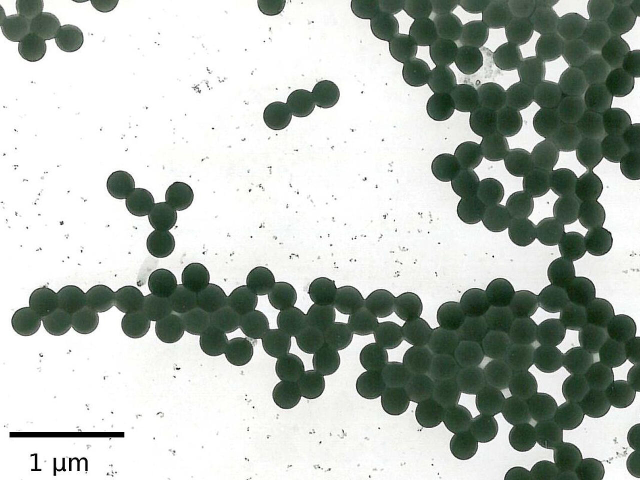 Latex particles as SEM image on white background